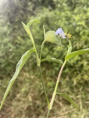Commelina petersii