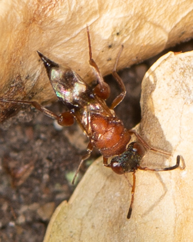 Haltichellinae