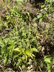 Eupatorium rotundifolium