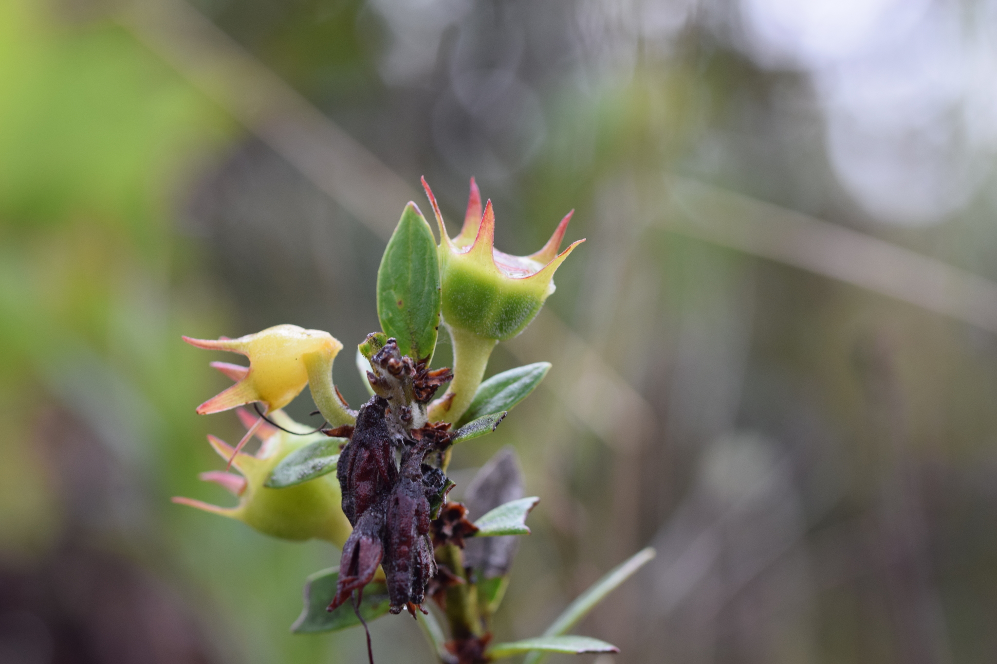 Macleania image