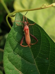 Mirperus jaculus