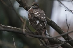 Accipiter nisus