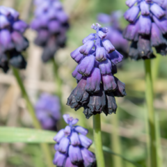 Muscari commutatum