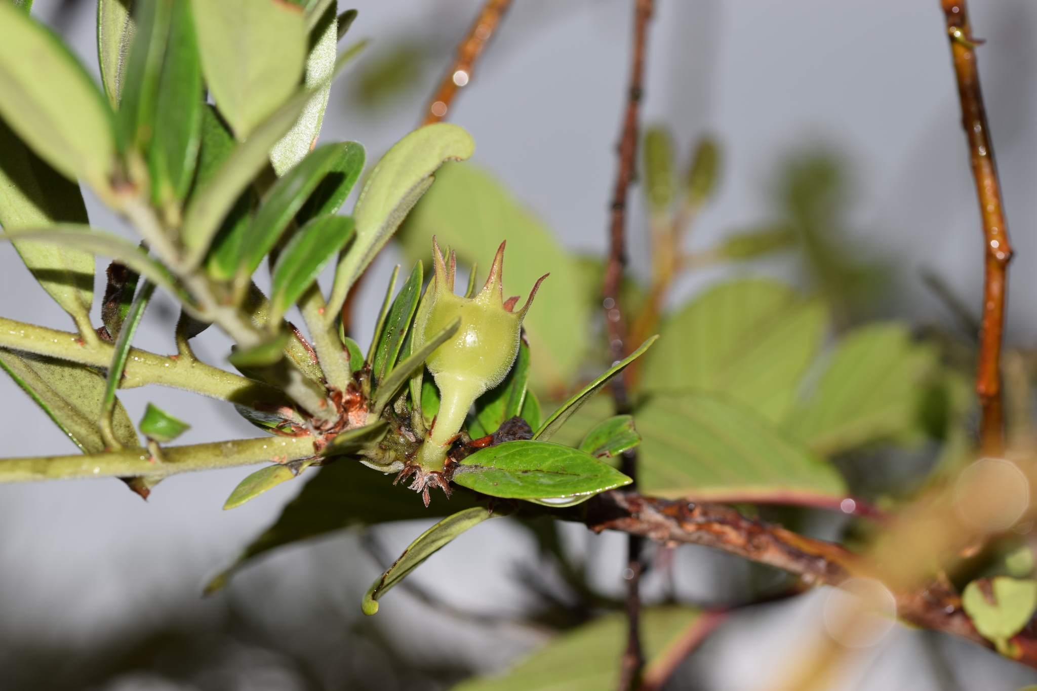 Macleania salapa image