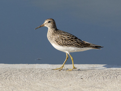 Calidris melanotos