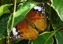 Apectinaria