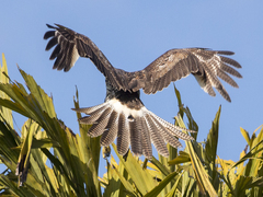 Parabuteo unicinctus