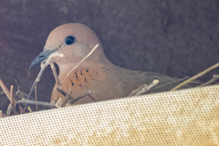 Streptopelia senegalensis