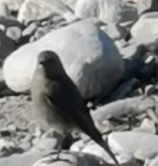 Phoenicurus ochruros