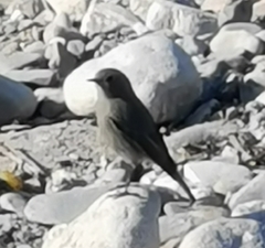 Phoenicurus ochruros