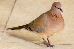 Streptopelia senegalensis