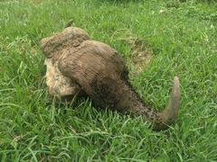 Ceratophaga vastella