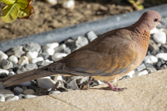Streptopelia senegalensis