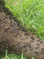 Ceratophaga vastella