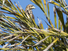 Parabuteo unicinctus