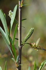 Salix suchowensis