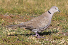 Streptopelia decaocto