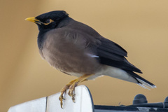 Acridotheres tristis