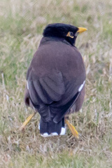 Acridotheres tristis