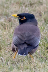 Acridotheres tristis