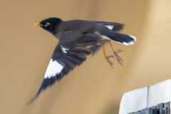 Acridotheres tristis