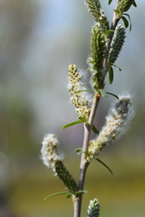 Salix suchowensis