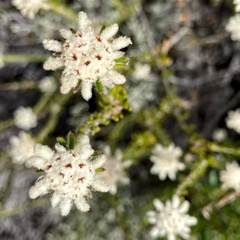 Phyliceae