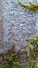 Graphis pulverulenta