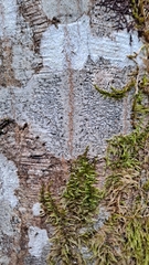 Graphis pulverulenta