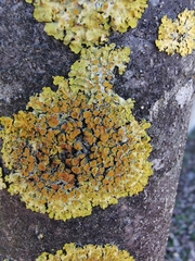 Xanthoria parietina