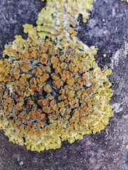 Xanthoria parietina