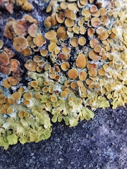 Xanthoria parietina