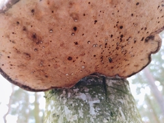 Fomitopsis betulina