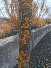 Xanthoria parietina