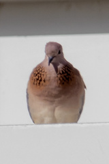 Streptopelia senegalensis