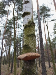 Fomitopsis betulina