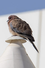 Streptopelia senegalensis