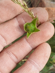 Hibiscus engleri