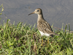 Calidris melanotos