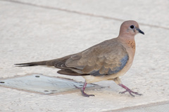 Streptopelia senegalensis