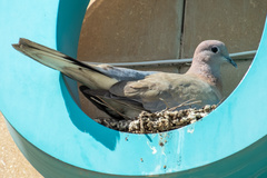 Streptopelia senegalensis