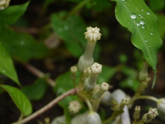Ceropegia sahyadrica