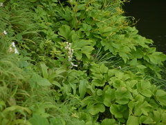 Ceropegia sahyadrica