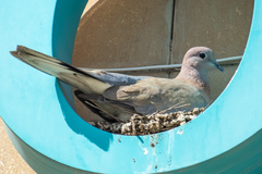 Streptopelia senegalensis