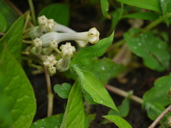 Ceropegia sahyadrica