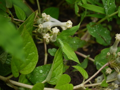 Ceropegia sahyadrica