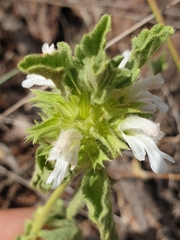 Leucas sexdentata