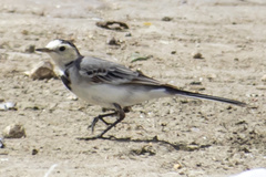 Motacilla alba