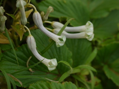 Ceropegia sahyadrica