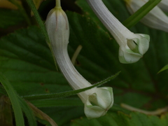 Ceropegia sahyadrica
